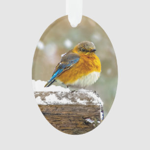 Oostelijke Bluebird in Snow - Originele Foto Ornament