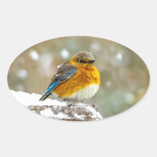 Oostelijke Bluebird in Snow - Originele Foto Ovale Sticker