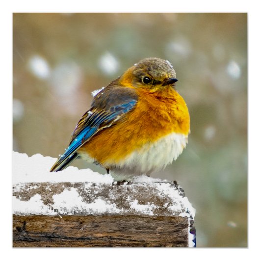 Oostelijke Bluebird in Snow - Originele Foto Perfect Poster (Voorkant)