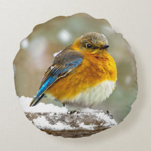 Oostelijke Bluebird in Snow - Originele Foto Rond Kussen