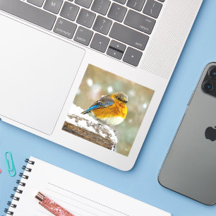 Oostelijke Bluebird in Snow - Originele Foto Sticker