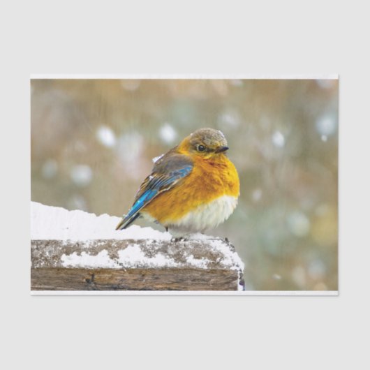 Oostelijke Bluebird in Snow - Originele Foto Tissuepapier (Voorkant)