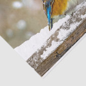 Oostelijke Bluebird in Snow - Originele Foto Tissuepapier (Detail)