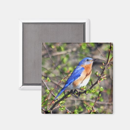 Oostelijke Bluebird Magnet (Voorkant / Achterkant)