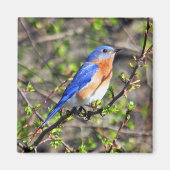 Oostelijke Bluebird Magnet (Voorkant)