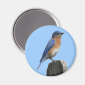 Oostelijke Bluebird Magnet (Voorkant / Achterkant)