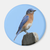 Oostelijke Bluebird Magnet (Voorkant)