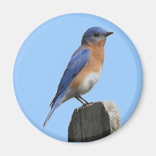 Oostelijke Bluebird Magnet (Voorkant)