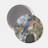 Oostelijke Bluebird mannelijke magneet (Voorkant / Achterkant)