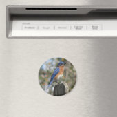 Oostelijke Bluebird mannelijke magneet (Insitu (Vaatwasser))