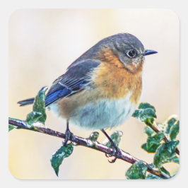 Oostelijke Bluebird op Ice Covered Limb Sticker