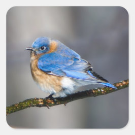 Oostelijke Bluebird op Ice Covered Limb Sticker