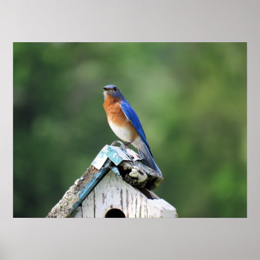 Oostelijke Bluebird thuis Poster (Voorkant)