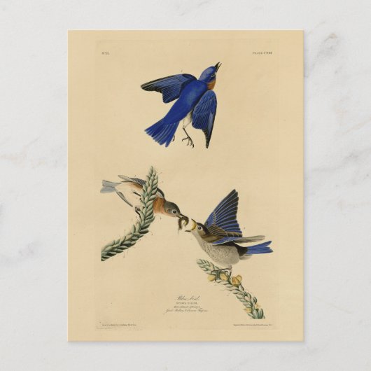 Oostelijke Bluebird van Audubon's Birds of America Briefkaart (Voorkant)