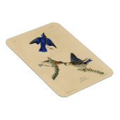 Oostelijke Bluebird van Audubon's Birds of America Magneet (Rechterzijde)