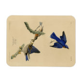 Oostelijke Bluebird van Audubon's Birds of America Magneet (Horizontaal)