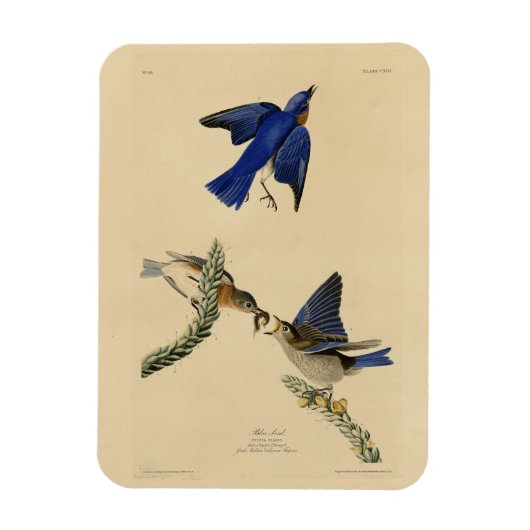 Oostelijke Bluebird van Audubon's Birds of America Magneet (Verticaal)