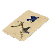 Oostelijke Bluebird van Audubon's Birds of America Magneet (Linkerzijde)