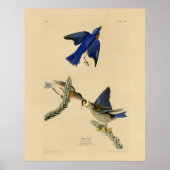 Oostelijke Bluebird van Audubon's Birds of America Poster (Voorkant)