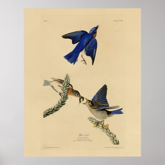 Oostelijke Bluebird van Audubon's Birds of America Poster (Voorkant)