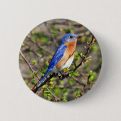 Oostelijke Button van Bluebird (Voorkant)