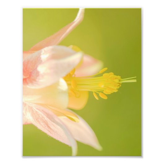 Oostelijke Columbine Wilde Afdruk (Voorkant)
