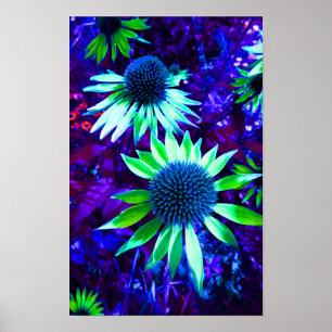 Oostelijke Conflower Echinacea Flowering Poster