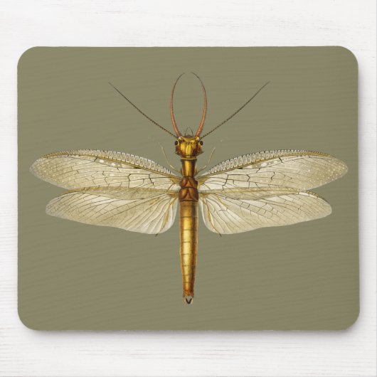 oostelijke dobsonfly-dragonfly-illustratie muismat (Voorkant)