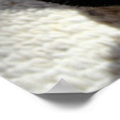 Oostelijke draak - Pogona barbata Poster (Hoek)