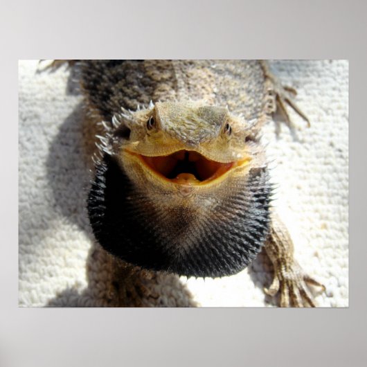 Oostelijke draak - Pogona barbata Poster (Voorkant)