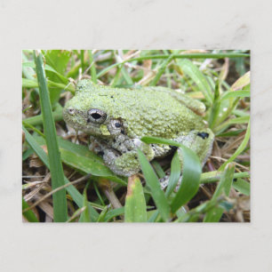 Oostelijke grijze boomkikker Natuurfotografie Briefkaart