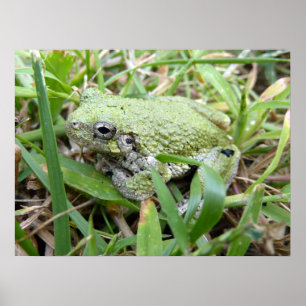 Oostelijke grijze boomkikker-natuurfotografie poster