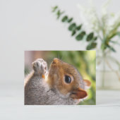 oostelijke grijze eekhoorn briefkaart (Staand voorkant)