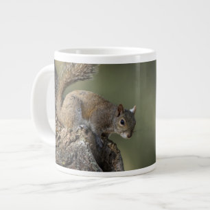 Oostelijke grijze eekhoorn, of grijze eekhoorn grote koffiekop
