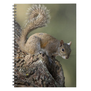 Oostelijke grijze eekhoorn, of grijze eekhoorn notitieboek