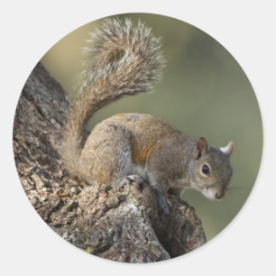 Oostelijke grijze eekhoorn, of grijze eekhoorn ronde sticker