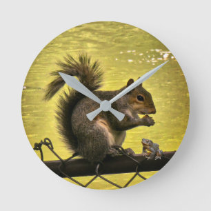 Oostelijke grijze eekhoorn (Sciurus carolinensis) Ronde Klok