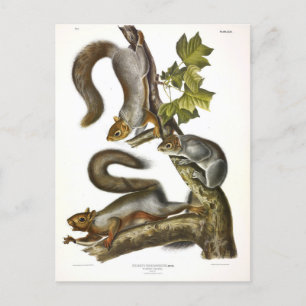 Oostelijke grijze eekhoorn (trekkende eekhoorn) Au Briefkaart