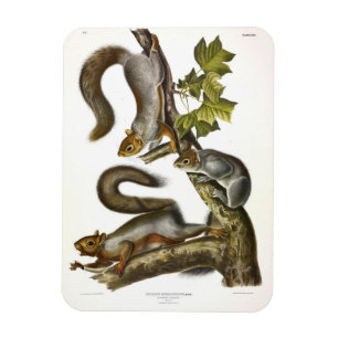 Oostelijke grijze eekhoorn (trekkende eekhoorn) Au Magneet