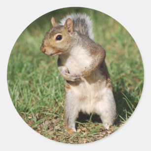 oostelijke grijze eekhoornsticker ronde sticker