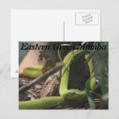 Oostelijke Groene Mamba Briefkaart (Voorkant / Achterkant)