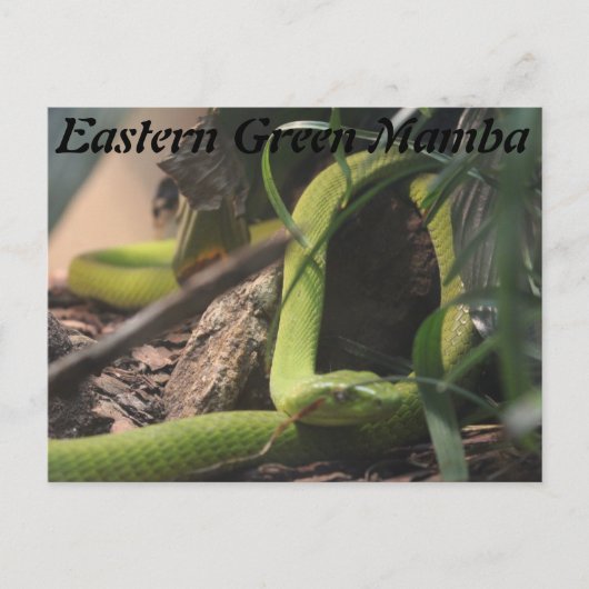 Oostelijke Groene Mamba Briefkaart (Voorkant)