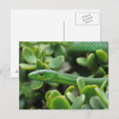 Oostelijke Groene Mamba (Dendroaspis Angusticeps) Briefkaart (Voorkant / Achterkant)