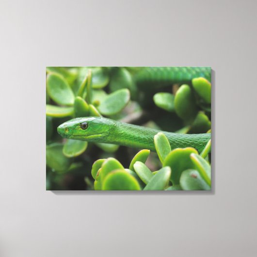 Oostelijke groene mamba (Dendroaspis angusticeps) Canvas Afdruk (Voorkant)