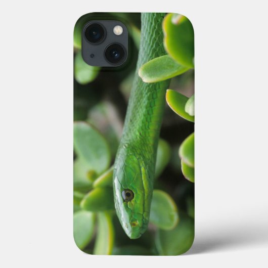 Oostelijke groene mamba (Dendroaspis angusticeps) Case-Mate iPhone Case (Achterkant)