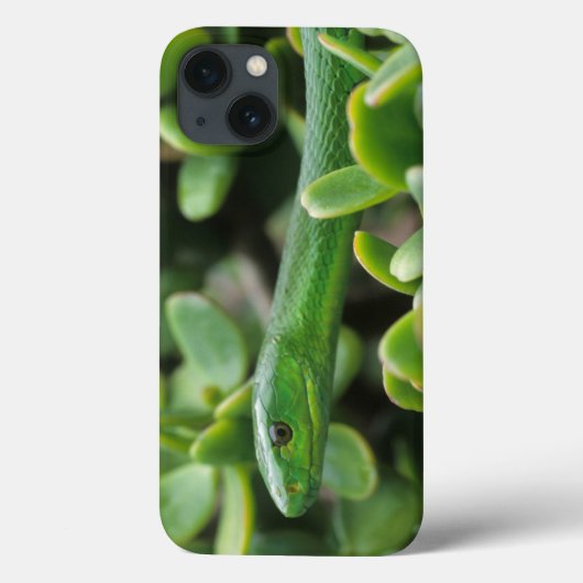 Oostelijke groene mamba (Dendroaspis angusticeps) Case-Mate iPhone Case (Achterkant)