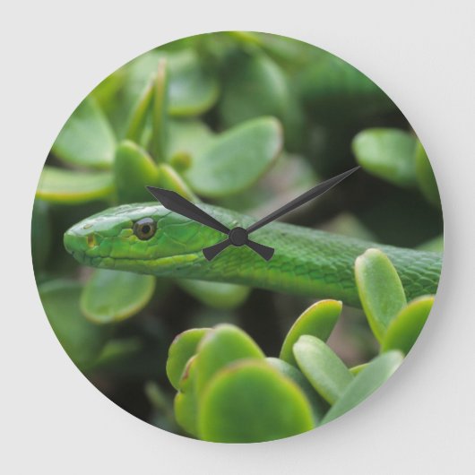 Oostelijke groene mamba (Dendroaspis angusticeps) Grote Klok (Voorkant)