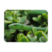Oostelijke Groene Mamba (Dendroaspis Angusticeps) Magneet (Horizontaal)