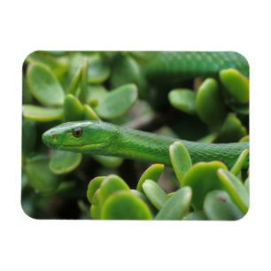 Oostelijke Groene Mamba (Dendroaspis Angusticeps) Magneet