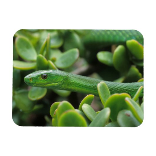 Oostelijke Groene Mamba (Dendroaspis Angusticeps) Magneet (Horizontaal)